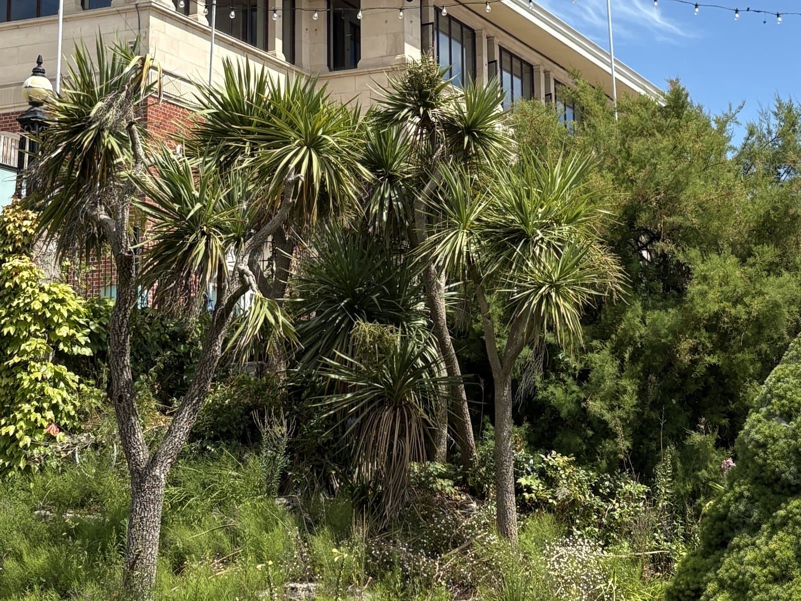 Palms in the Lower Gardens