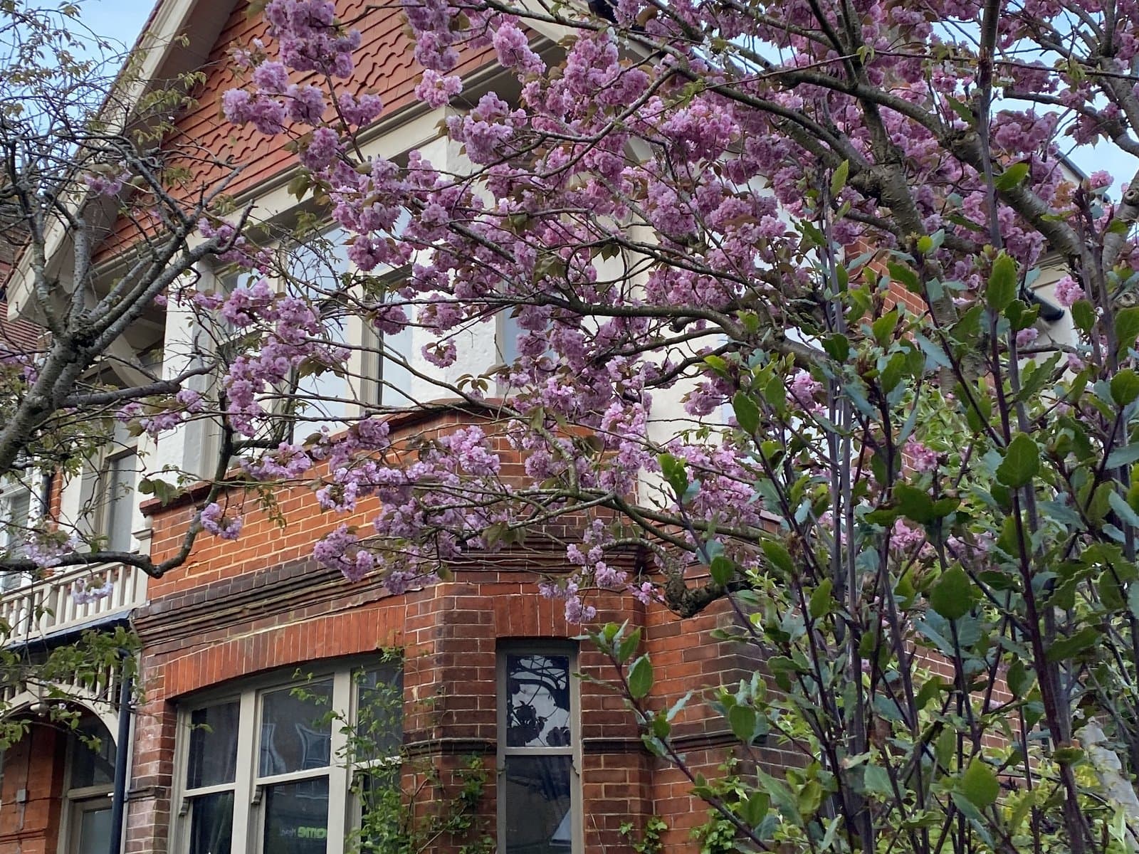 Blossom in front of a red-brick Victorian house