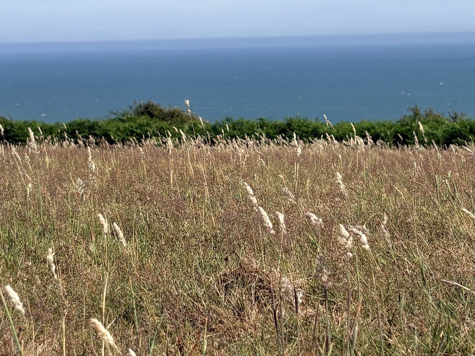 Clifftop grassland and the sea in Hastings Country Park