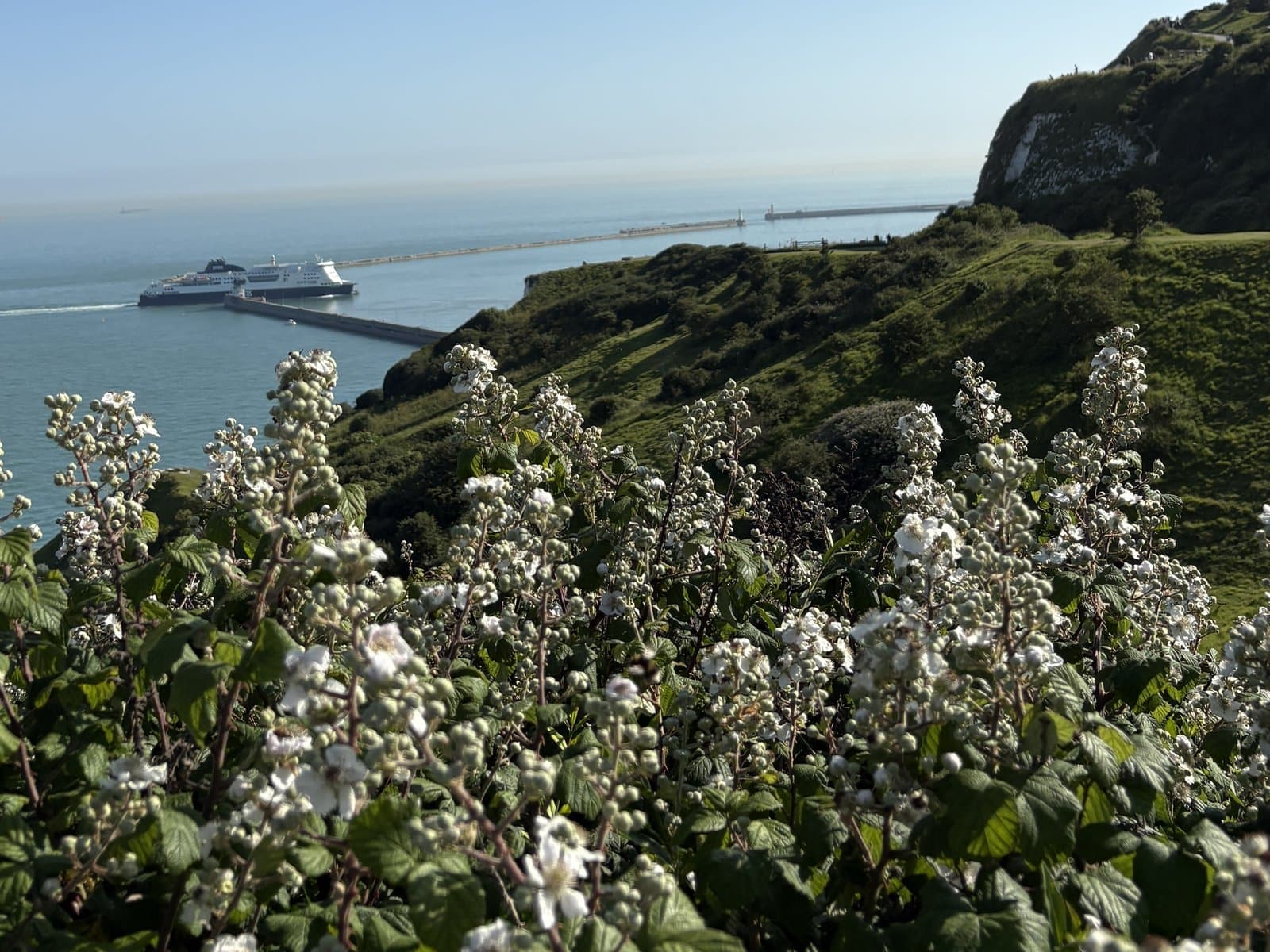 Dover harbour from the clifftop path