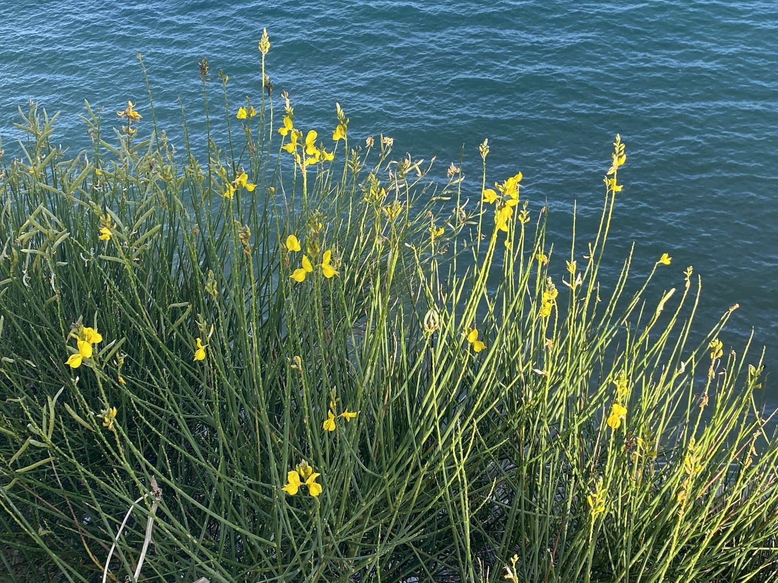 Wild flowers on the clifftop above the sea