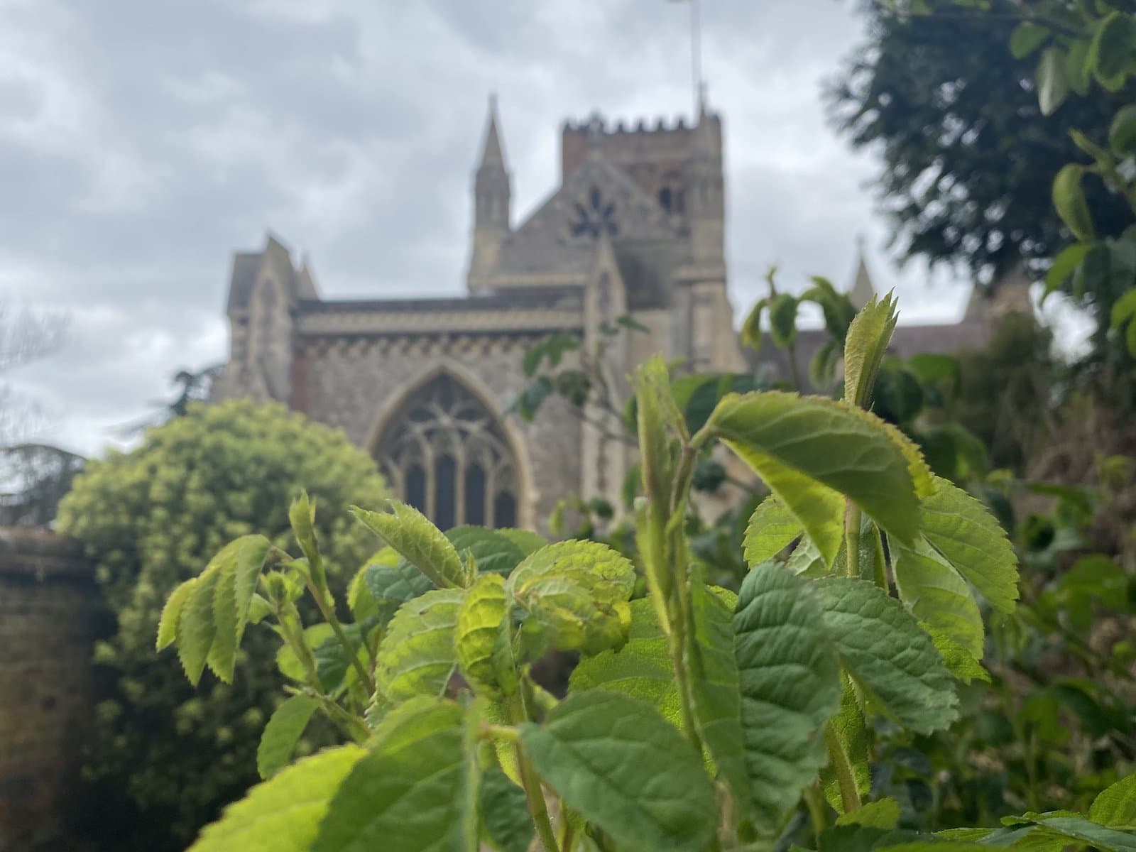 St Albans Cathedral beyond a garden