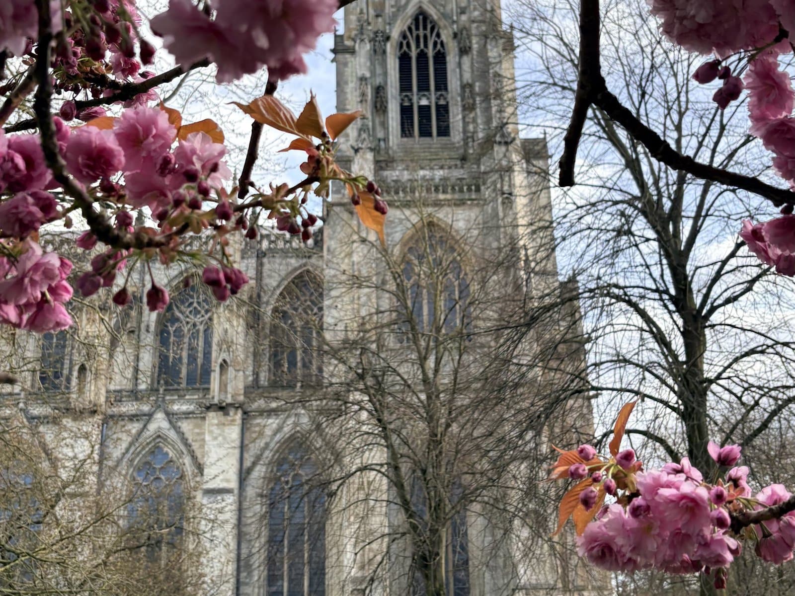 York Minster through cherry blossom